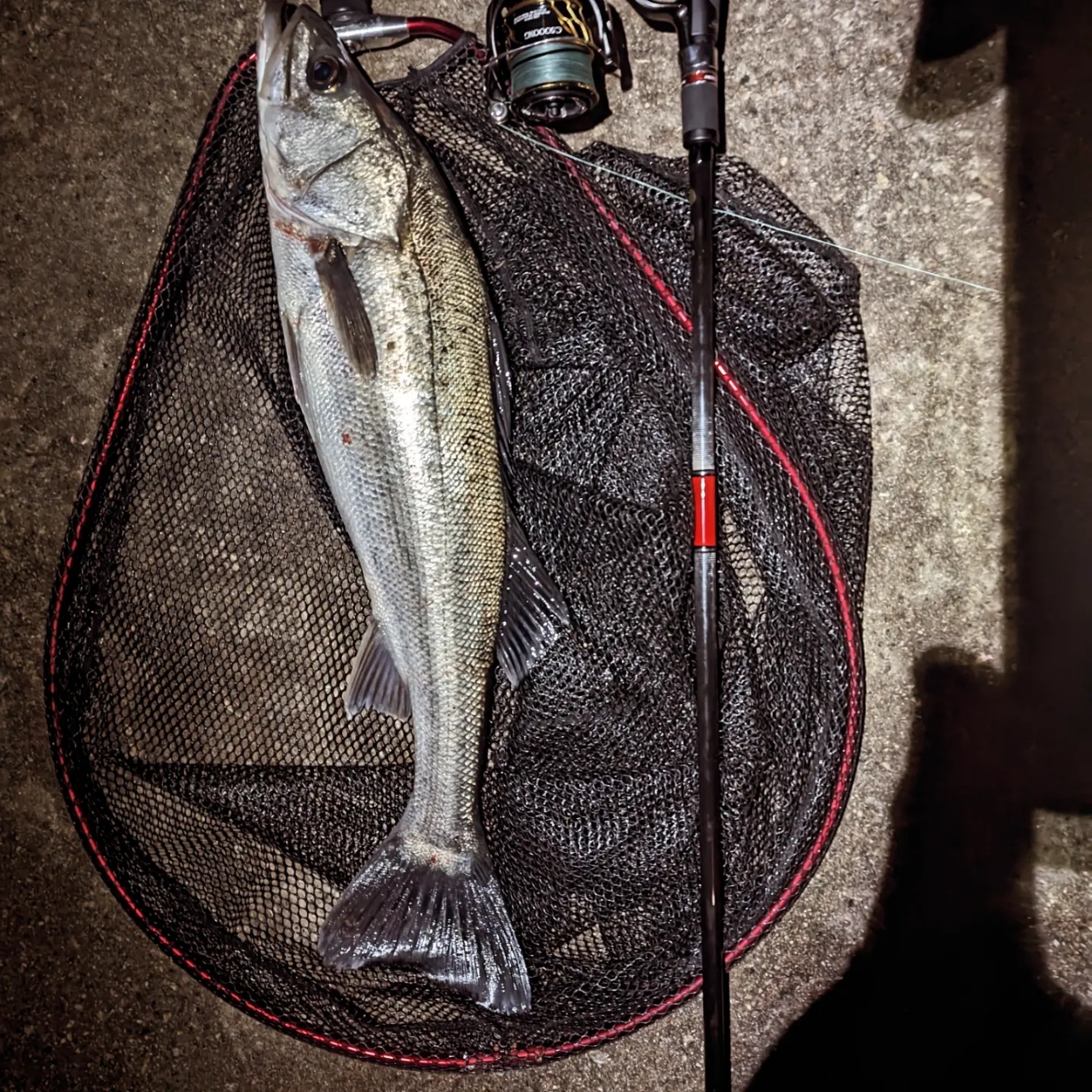 Foojin'RS BELUGA 105MH フージンRS ベルーガ ※発送は4月下旬～5