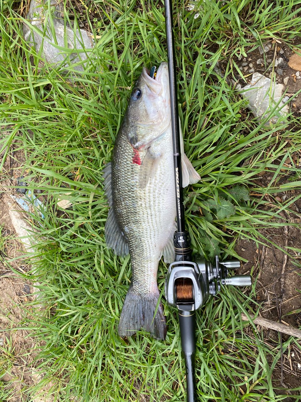 ポイズンアルティマ1610L-BFS シマノ(SHIMANO) ポイズンアルティマ 1610L-BFSA(新仕様:SIC