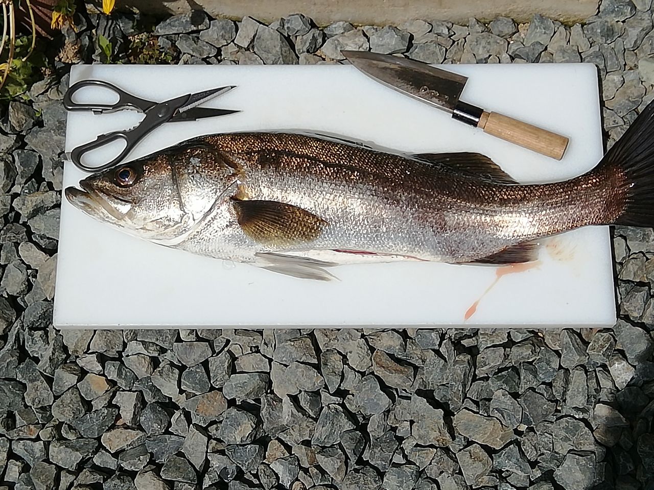 SHIMANO 18セフィア BB S86Lの最安値・インプレ・釣果 | 本音の口コミ