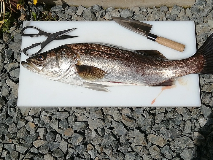 シマノ セフィア BB S86L