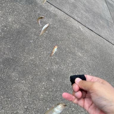 SHIMANO SURF LANDER NAMITSUGI 405CX