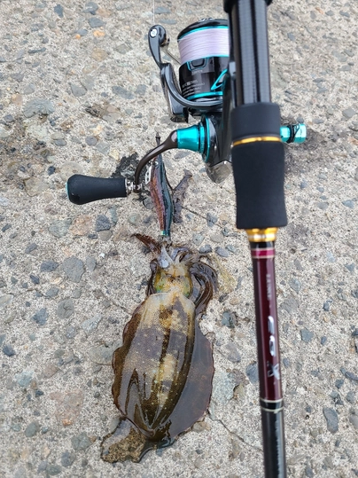 がまかつ ラグゼ EG X アルティメイト S77ML+-solid