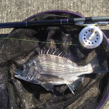 DAIWA HIRYU KURODAI MH-53UM・Y