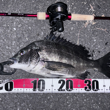 DAIWA 7 1/2 76MB