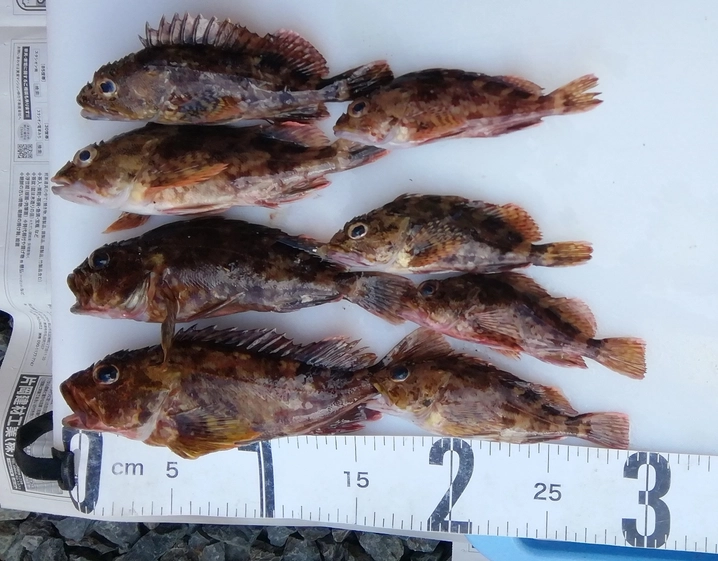 シマノ ソアレ BB S76UL-S