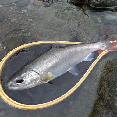 AbuGarcia Troutin Marquis Nano TMNC-485UL II TE