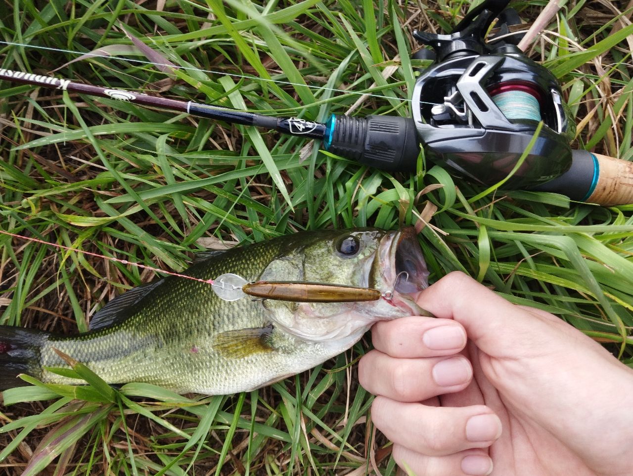DAIWA 20アルファス エア TW 8.6Rの最安値・インプレ・釣果 | 本音の
