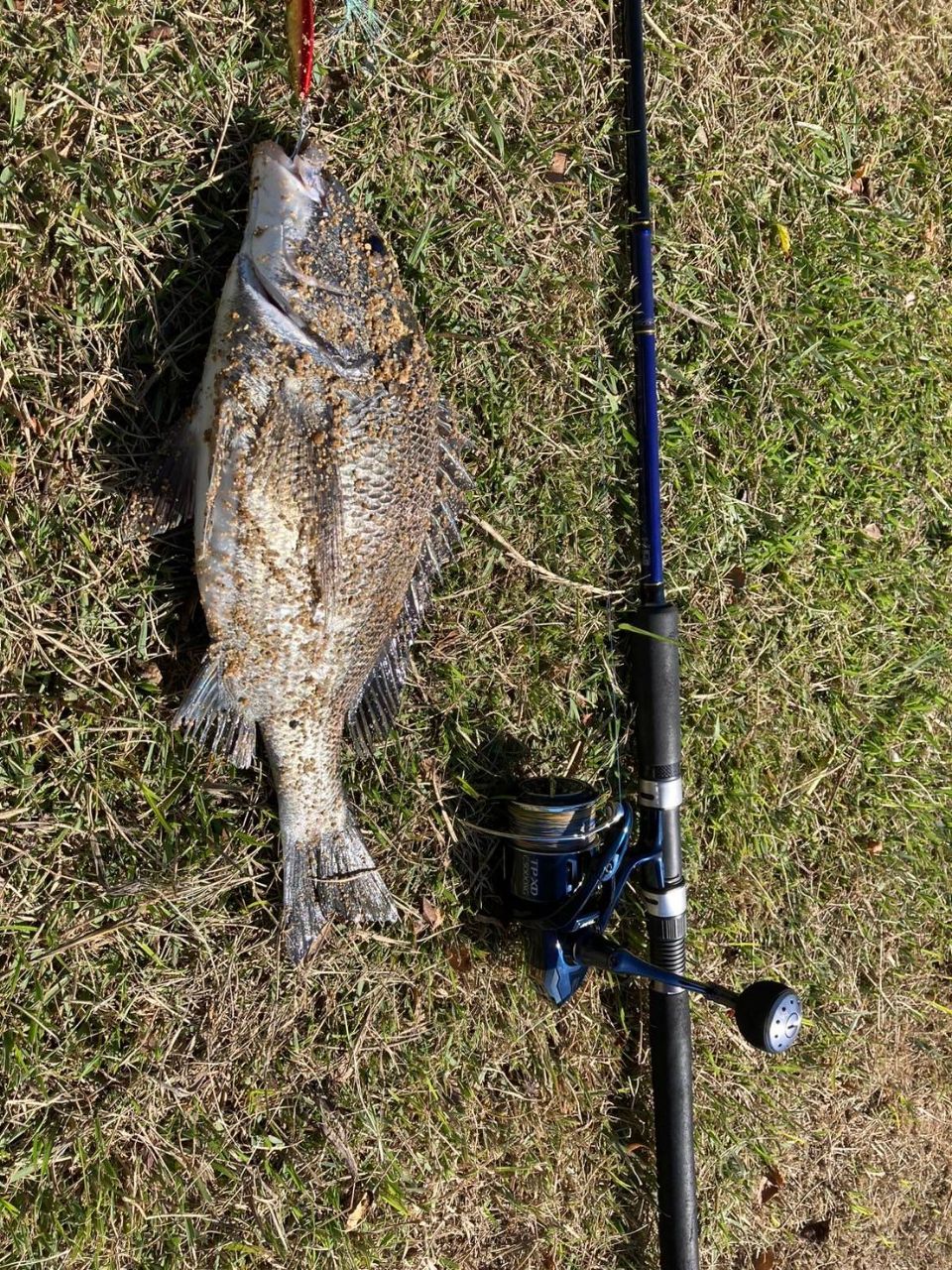 21ツインパワーXD C5000XG 実釣未使用 シマノ(SHIMANO) 21 ツインパワー XD C5000XG ○完売しました