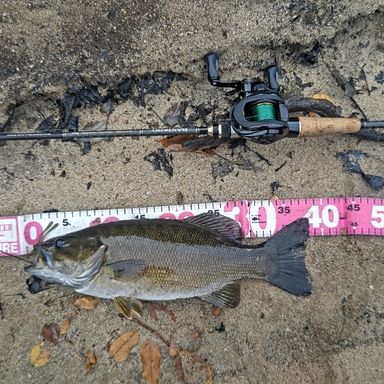 Jackson BASTARD BTC-672ML 2