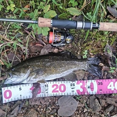 PALMS Transa TRGSⅡ-66L トランサ