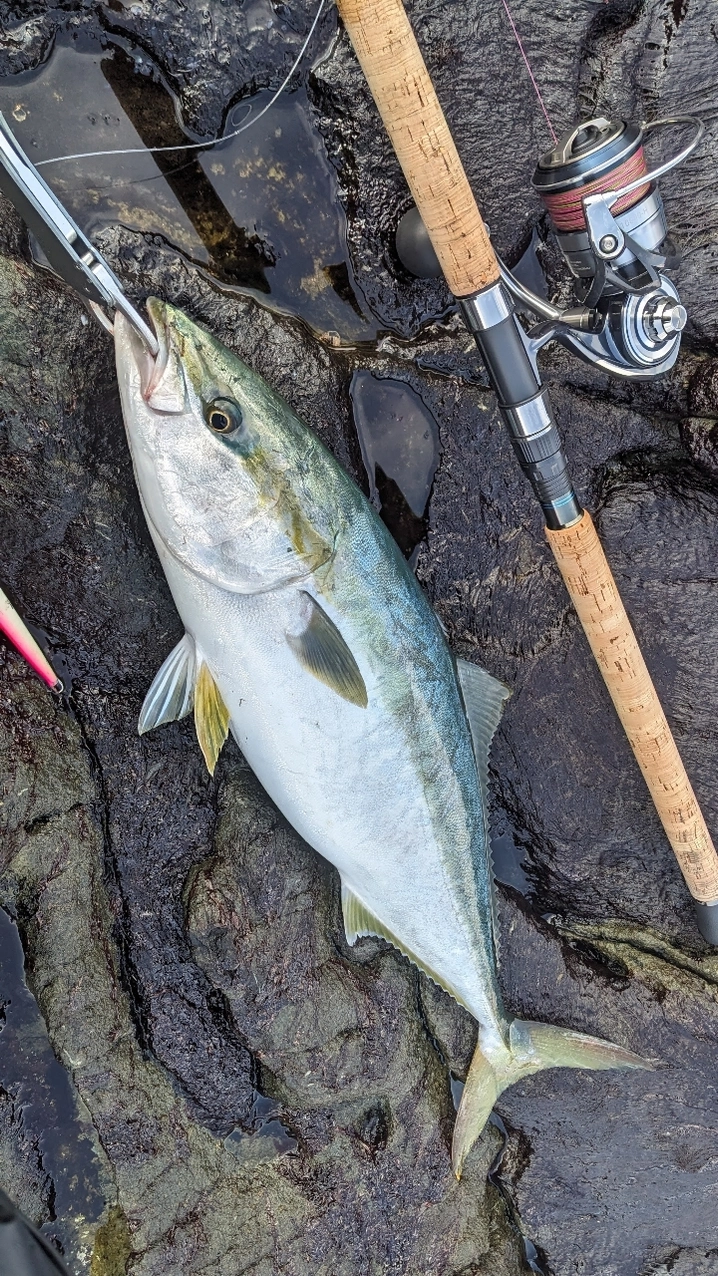 ダイワ セルテート SW 10000-P