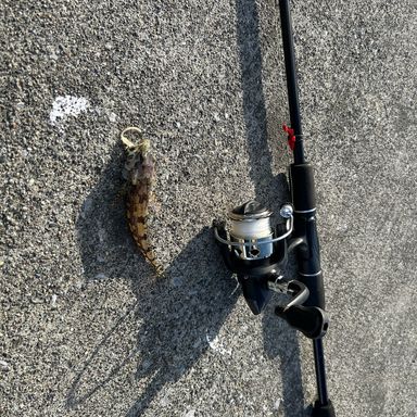 DAISO DAISO DAISO ダイソー