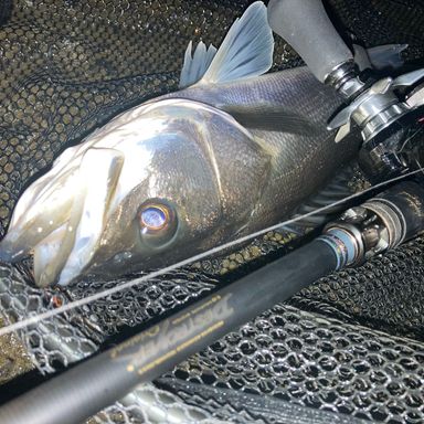 Megabass DESTROYER F7.1/2-90X ICBM “LAKE BIWA LONGDISTANCE”