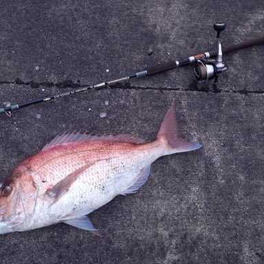 TULALA Harmonix Staccato 98MHSS-HX スタッカート98MHSS-HX