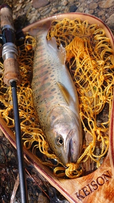 シマノ カーディフ XR C2000SHG