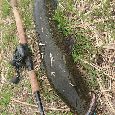 AbuGarcia Revo BEAST 40-R