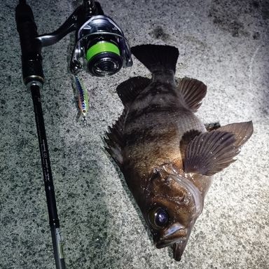 SHIMANO NASCI C2000S