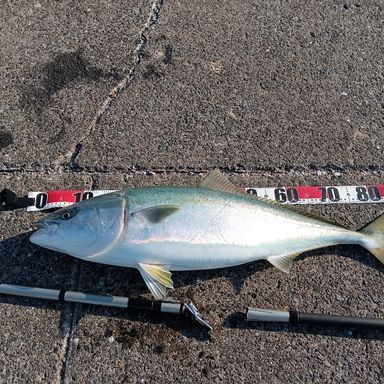 SHIMANO TWINPOWER 4000XG