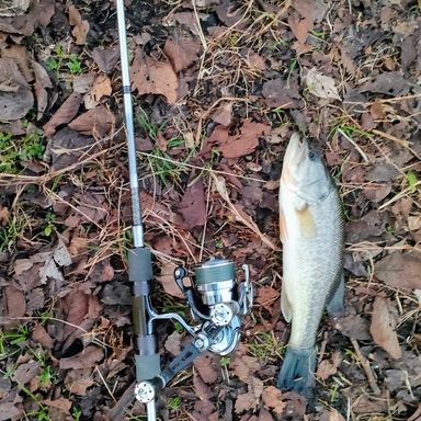 DAIWA HEARTLAND AGS 6101ULLX/RS-SMT16 冴掛 Midge direction SMT