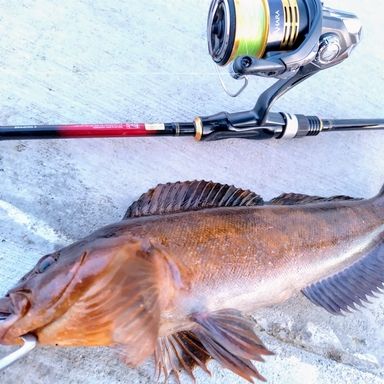 DAIWA AJIMEBARU X 76L-S