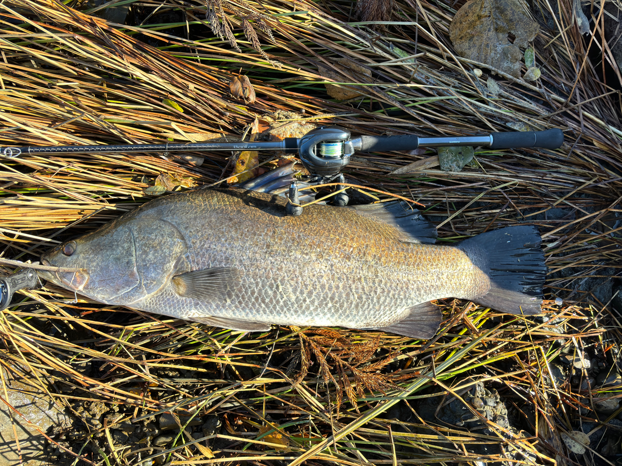SHIMANO 22バンタム 1711MH+-SB/2の最安値・インプレ・釣果