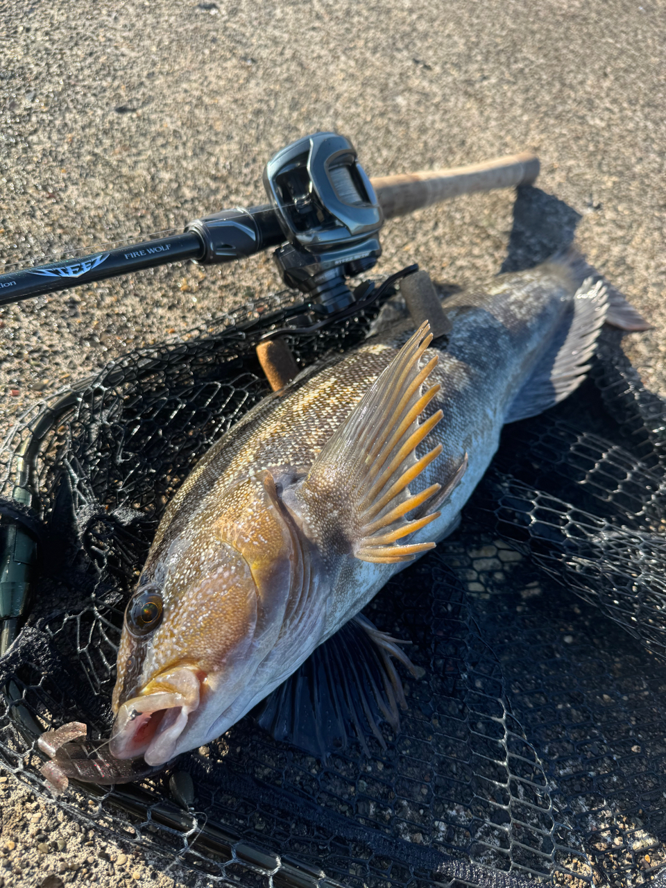 DAIWA 24スティーズ SV TW 100 100XHLの最安値・インプレ・釣果