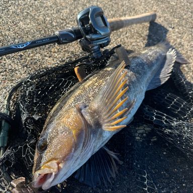 DAIWA STEEZ SV TW 100 100XHL