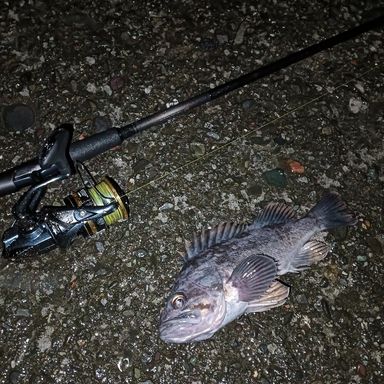 SHIMANO DIALUNA S110M