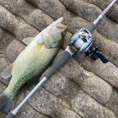 DAIWA 21HEARTLAND 832MSB-SV AGS21 ドットスリー