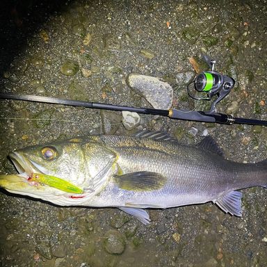 DAIWA 24 LATEO 93M/MH 24LATEO 93M/MH