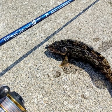 YAMAGA Blanks BlueCurrent Ⅲ 74