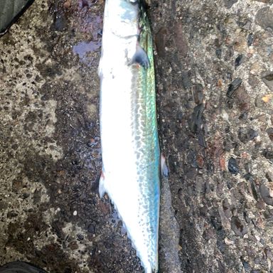 SHIMANO DIALUNA S96ML