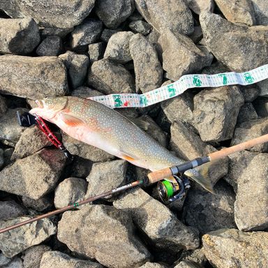 MajorCraft TORAPARA TPS-902MLX