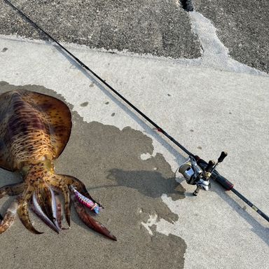 DAIWA EMERALDAS STOIST RT IL 84MLM