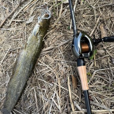 JACKALL Revoltage RV-C73H