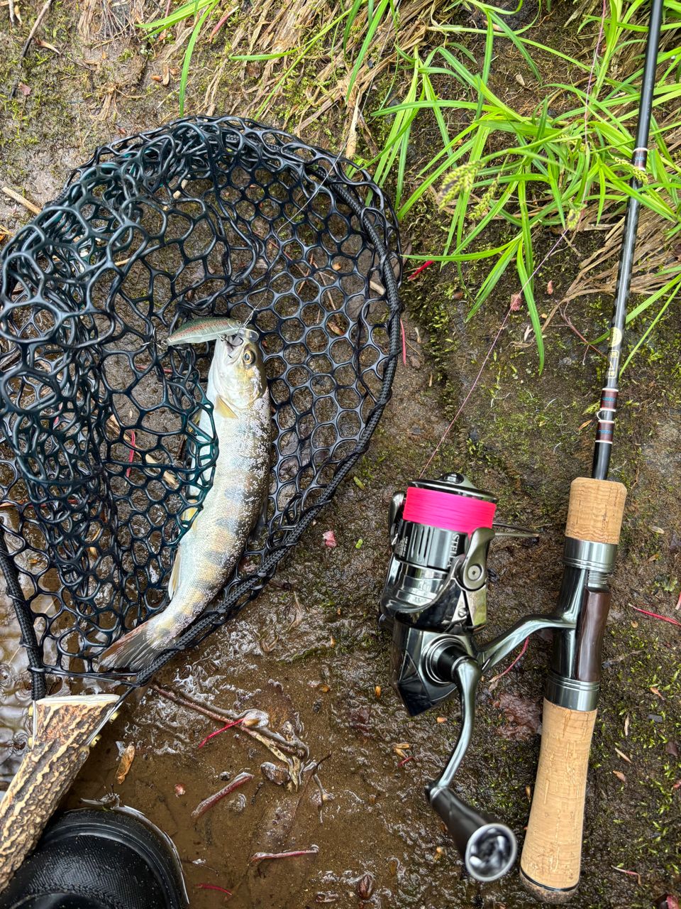 SHIMANO 22ステラ C2000SHGの最安値・インプレ・釣果 | 本音の口コミが