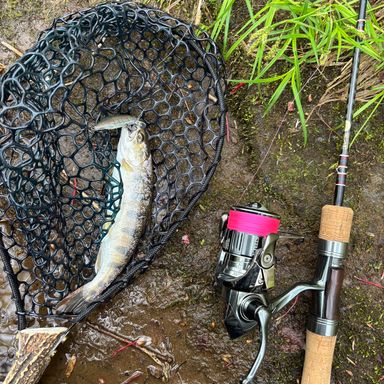 SHIMANO STELLA C2000SHG