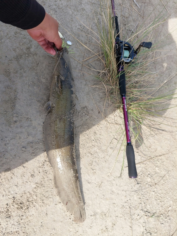 ワイジーケーヨツアミ エックスブレイド オルトロス du-s ナイロン 3号/12lb/100m/グリーン