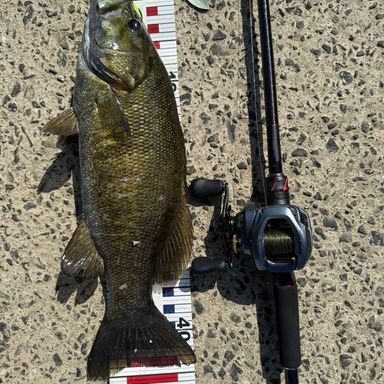 SUNLINE BASS SPECIAL VERSION 4.0 5号/20lb/100m/グリーン