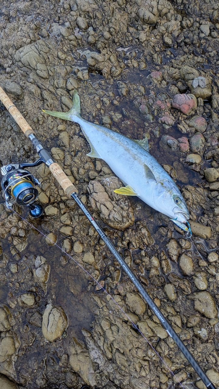 SHIMANO 19ステラ SW 10000PGの最安値・インプレ・釣果 | 本音の
