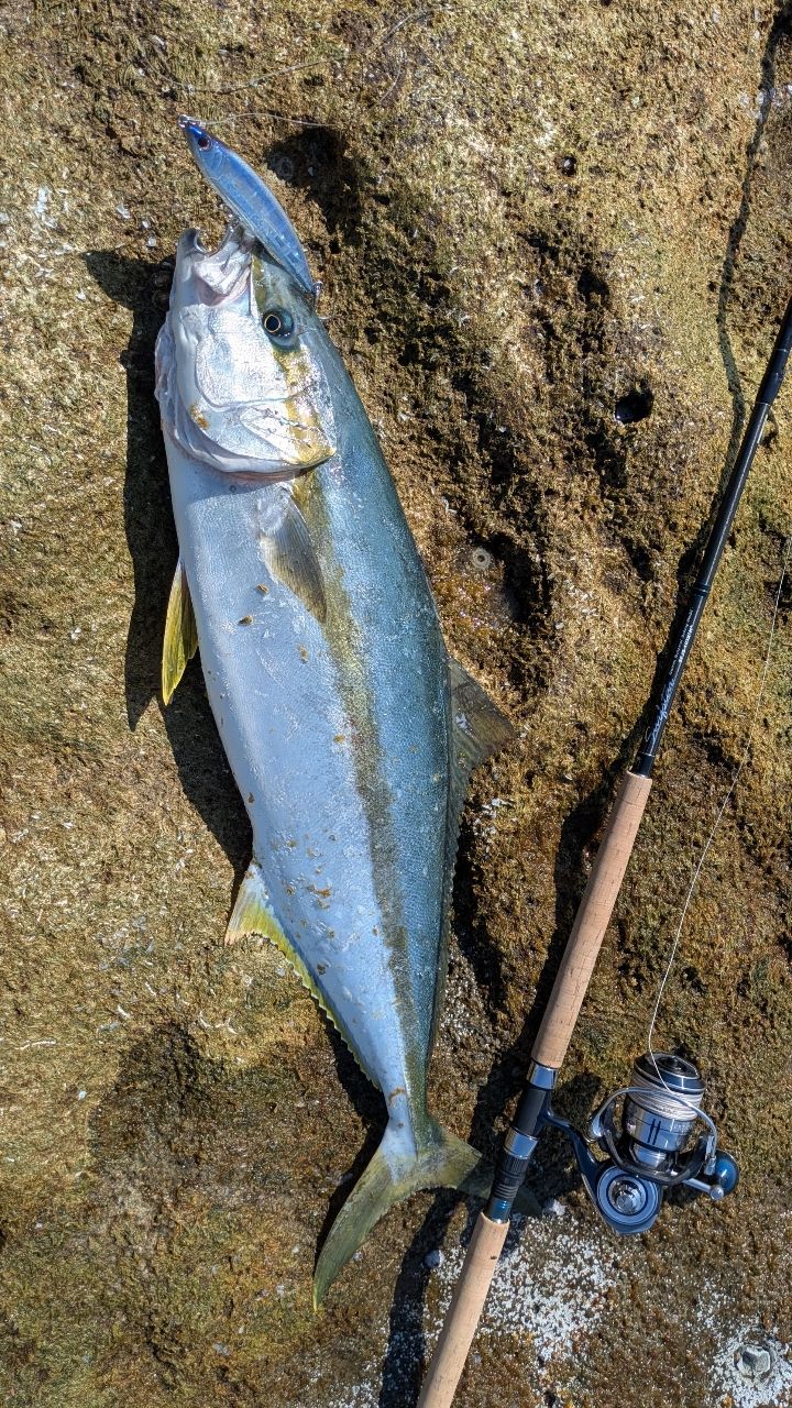 PALMS サーフスターJ.カスタム SFJS-103X²H⁺の最安値・インプレ・釣果