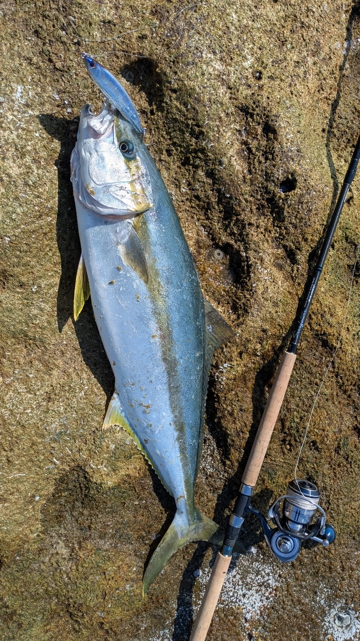 パームス サーフスターJ.カスタム SFJS-103X²H⁺