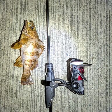 AbuGarcia SaltyStage KR-X Prototype Ajing XAJS-552ULT-ST