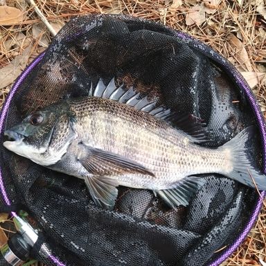 DAIWA RANDINGPOLL2 60