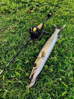 AbuGarcia ソルティーステージ・KR-X・ベイトフィネスカスタムの AbuGarcia ソルティーステージ・KR-X・ベイトフィネスカスタムの