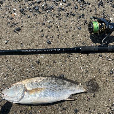 YAMAGA Blanks EARLY for Surf 109MMH