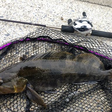 SHIMANO 06 ANTARES DC7 right ライト