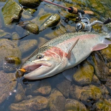 大橋漁具株式会社 Masu lenja 4531373018300