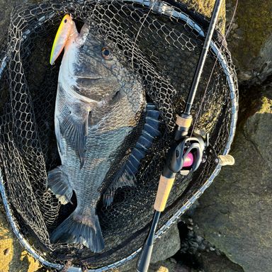 SHIMANO EXPRIDE 1610ML-BFS