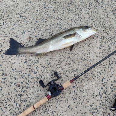 SHIMANO Scorpion 17113R-2